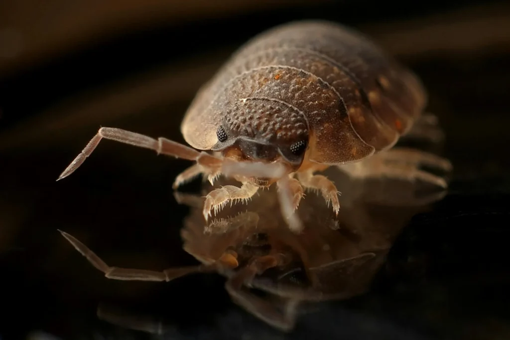 Bed-Bug-Treatment - Hightstown Pest Control Pros | Hightstown, NJ | 551-278-8868